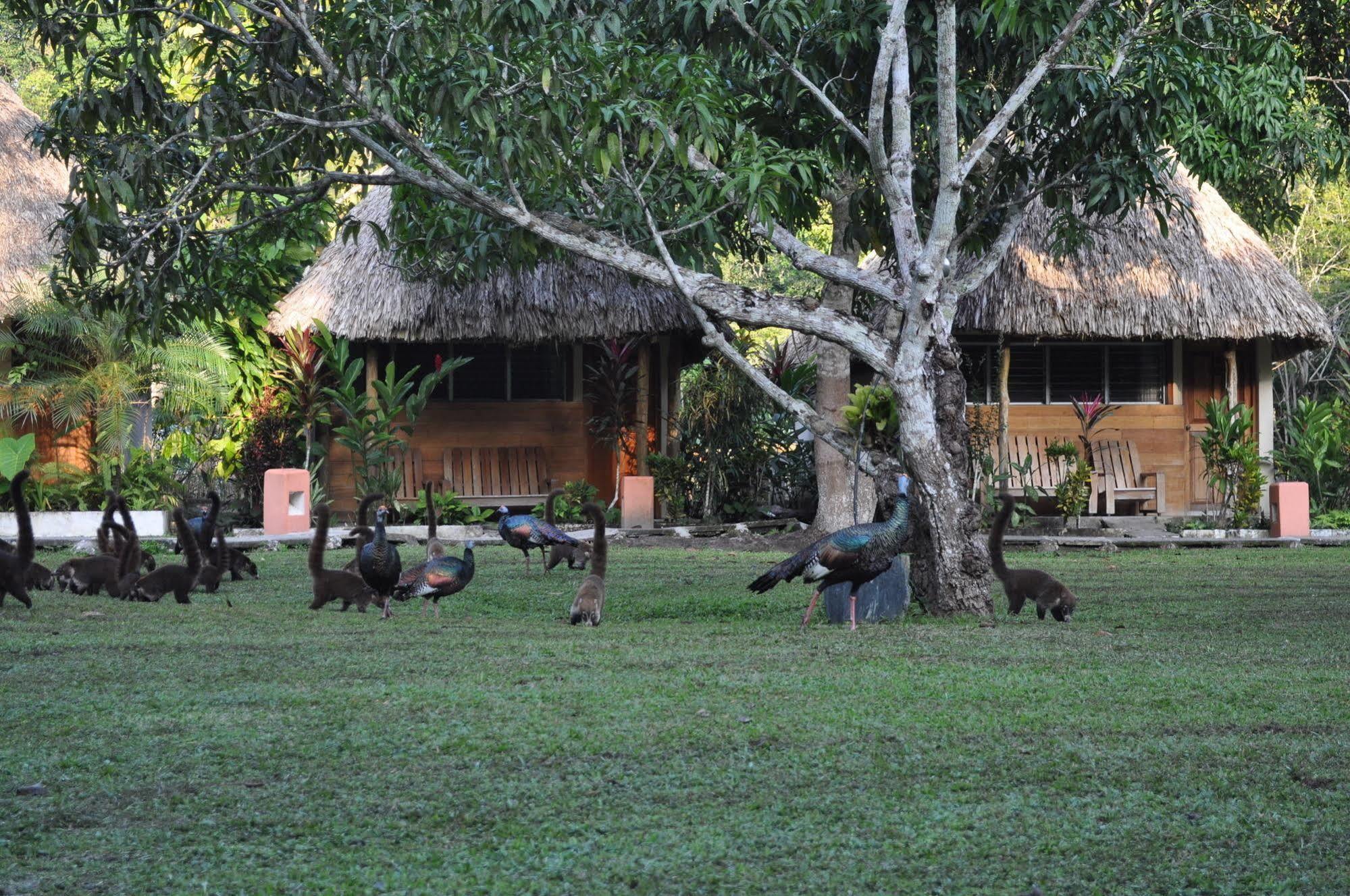 Hotel Tikal Inn Esterno foto